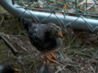 baby chick 2.jpg