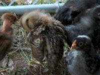 baby chick 3.jpg