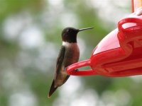 Birds June 06 107 (Small).jpg