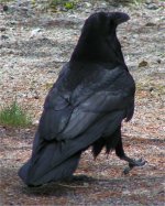 907436-Raven1.jpg