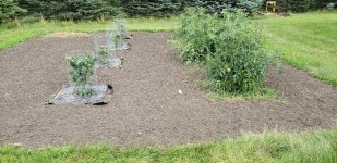garden 2022.jpg