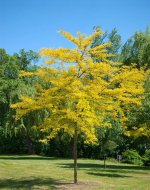 Sunburst-honey-locust.jpeg
