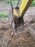 1 tuber length.JPG