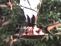 7hummers.jpg
