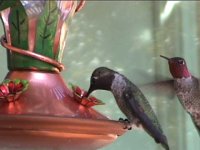 2hummers.jpg