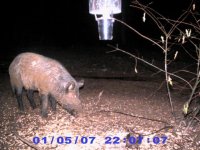 Game Cam 339 (Small).jpg