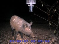 Game Cam 361 (Small).jpg