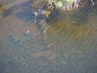 gator-with-deer1.jpg