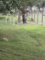 IMG_0971.jpeg
