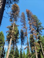 Dead fir trees 1 of 2 2022 .jpg