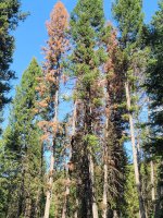 Dead fir trees 2 of 2 2022 .jpg