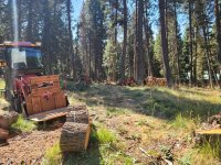 Processing dead fir trees 2022 .jpg