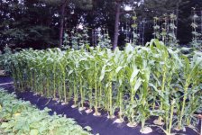 corn correct0165.jpg