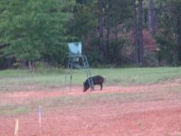 Boar, Sep 2006.jpg