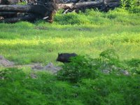 Hog at the burn pile, May 2006.jpg
