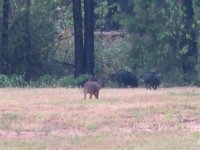 Hogs walking away..jpg