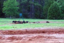 Hogs, April 26, 2006.jpg