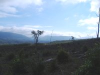 Clearcut-2.jpg