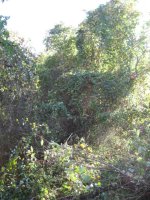 IMG_0808 lower land before clearing.JPG