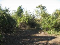 IMG_0813 lower land during clearing.JPG