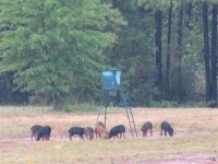 Hogs 018 (Small).jpg