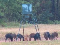 Hogs, Aug 06.jpg