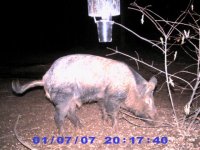 Game Cam 448 (Small).jpg