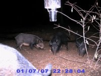 Game Cam 497 (Small).jpg