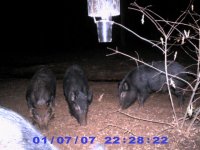 Game Cam 499 (Small).jpg