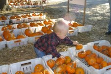 pumpkin8.jpg