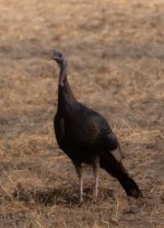 DSC_1194.jpg DSC_1194.jpg