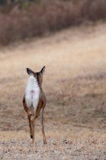 DSC_1255.jpg