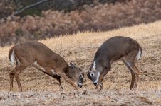 DSC_1304.jpg