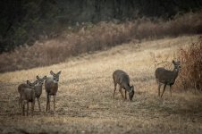 DSC_1426.jpg