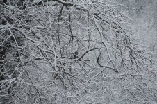 DSC_1471-2.jpg