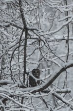 DSC_1471-3.jpg