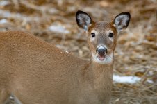 DSC_1518.jpg