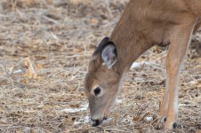 DSC_1519-2.jpg