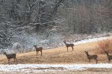 DSC_1545.jpg