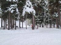 early snowfall Nov 2022.jpg