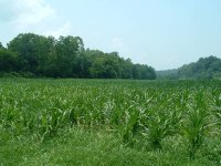 Resized_corn 001.jpg