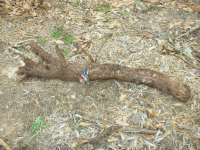 root.gif