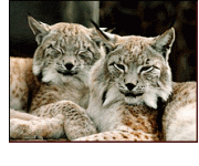 lynx.gif