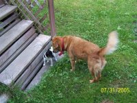 Ginger & Rowf.JPG