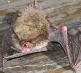 Bat1.jpg