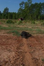 Tractor pulling hog.jpg
