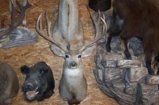 Mule Deer 002 (Small).jpg
