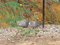 001 Inca Doves, Aug 06 (Small).JPG