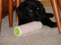 puppy roller.jpg