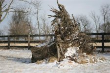 Stump (Small).jpg